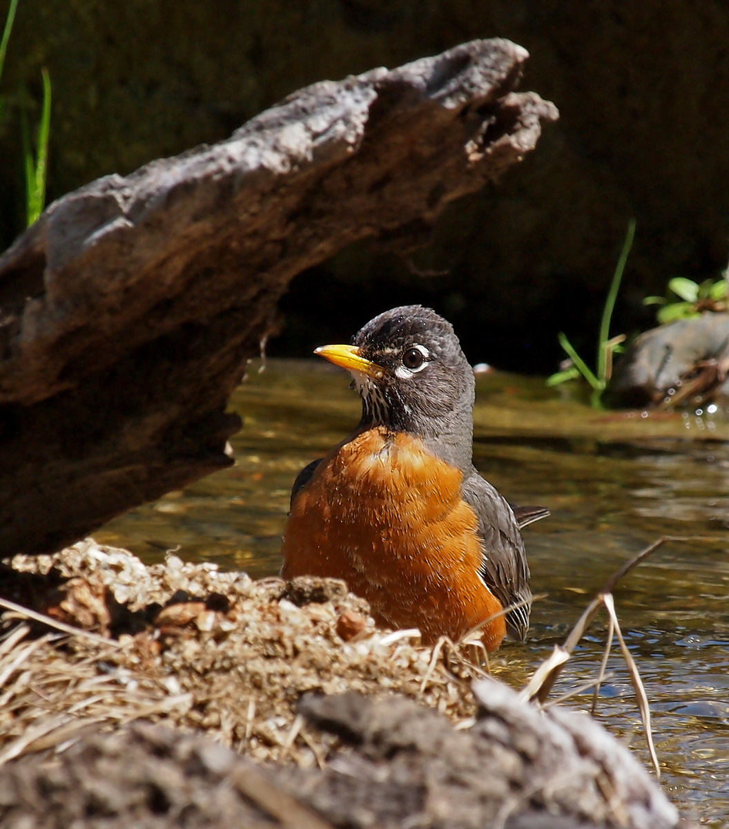 Cock Robin Attitude
