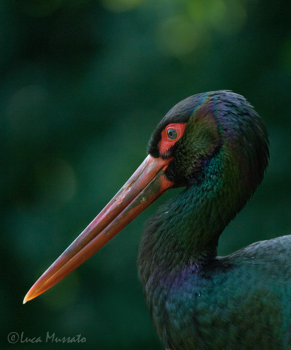 Black Stork