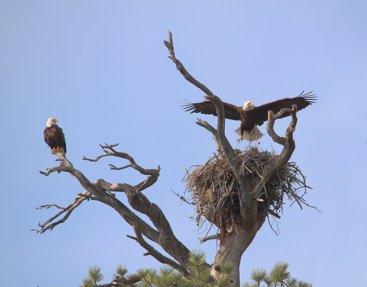 Nesting Eagles