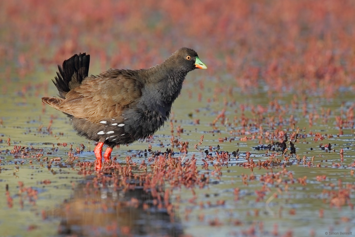 Black-tailed Native-hen