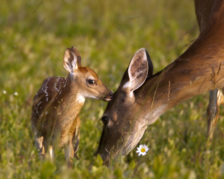 Tiny Fawn