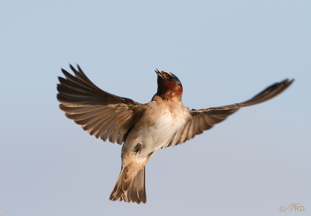 Cliff Swallow