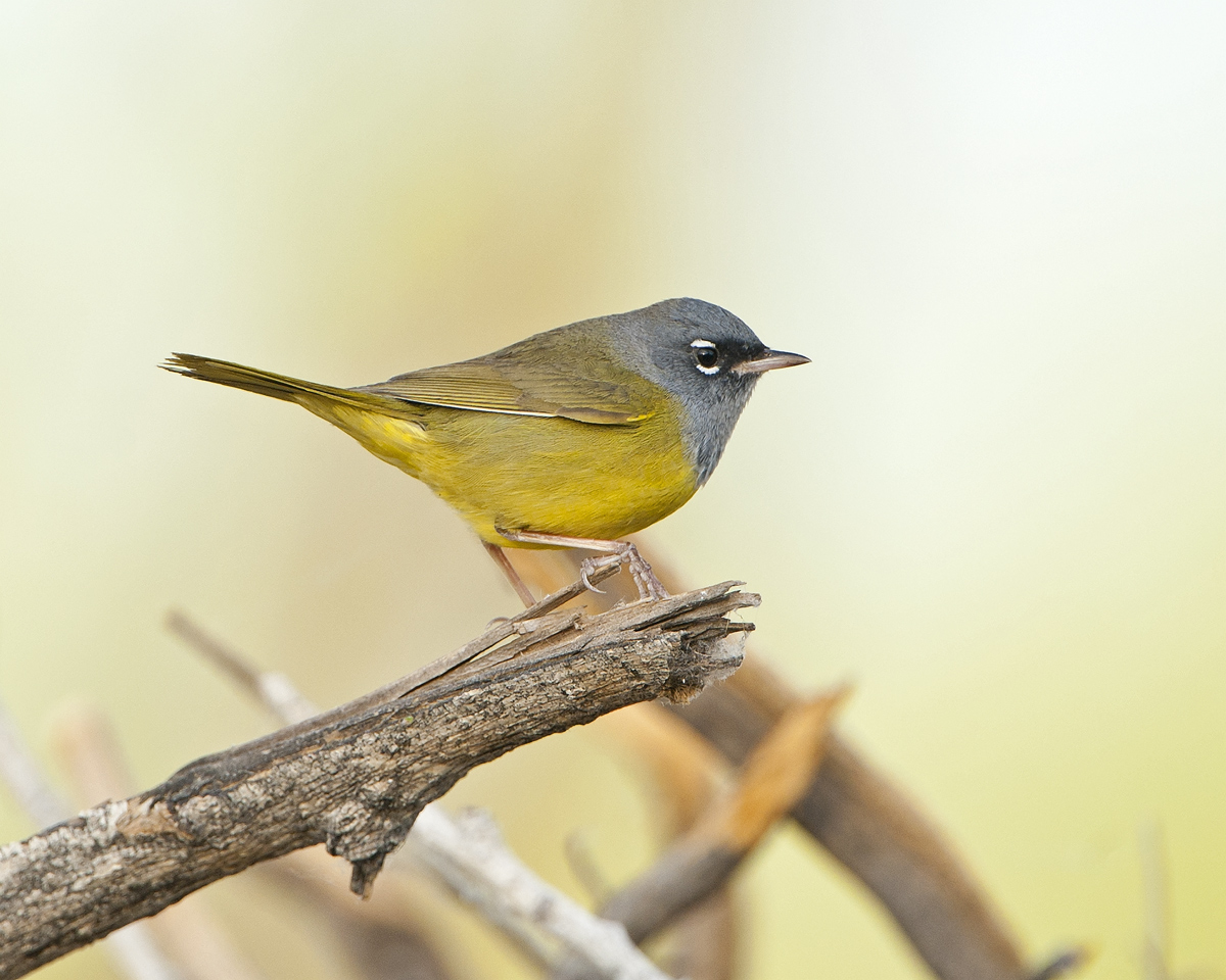 MacGillivray's Warbler