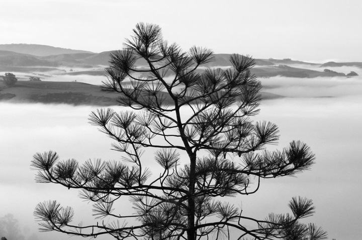 Pine and Fog