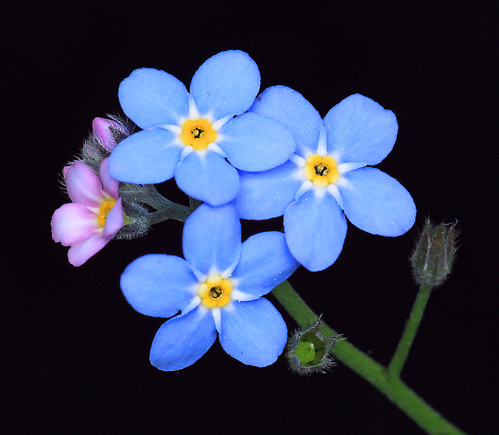Forget-me-nots (repost in comments)