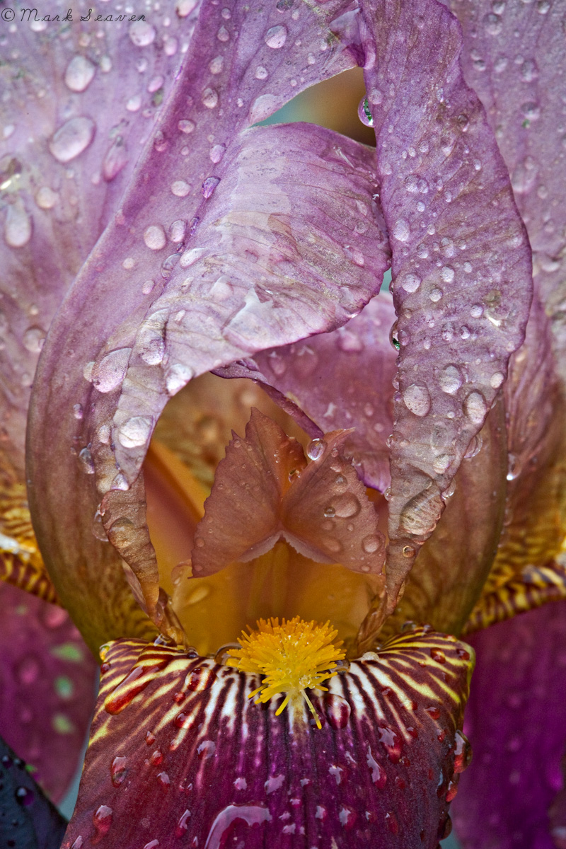 Iris & raindrops #1