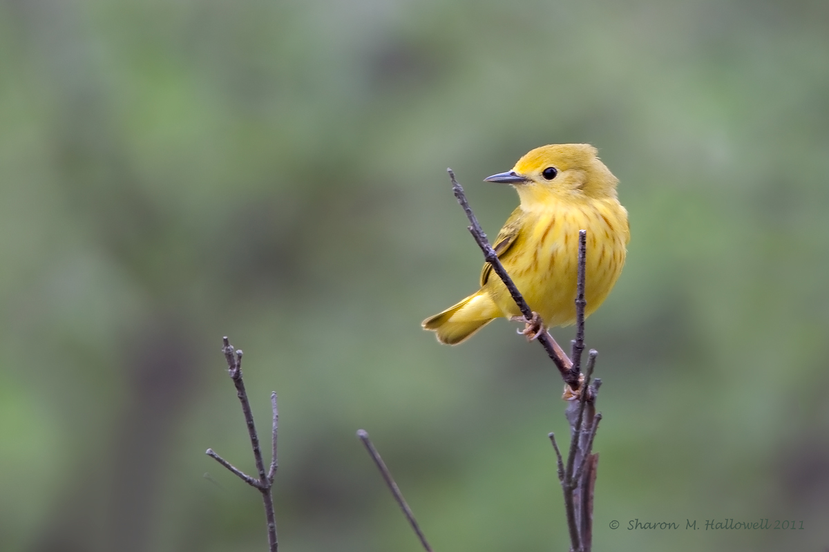 Yellow Warbler