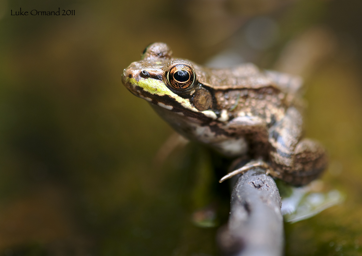 Frog on a Log