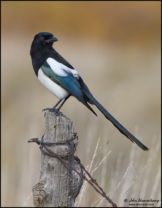 Magpie