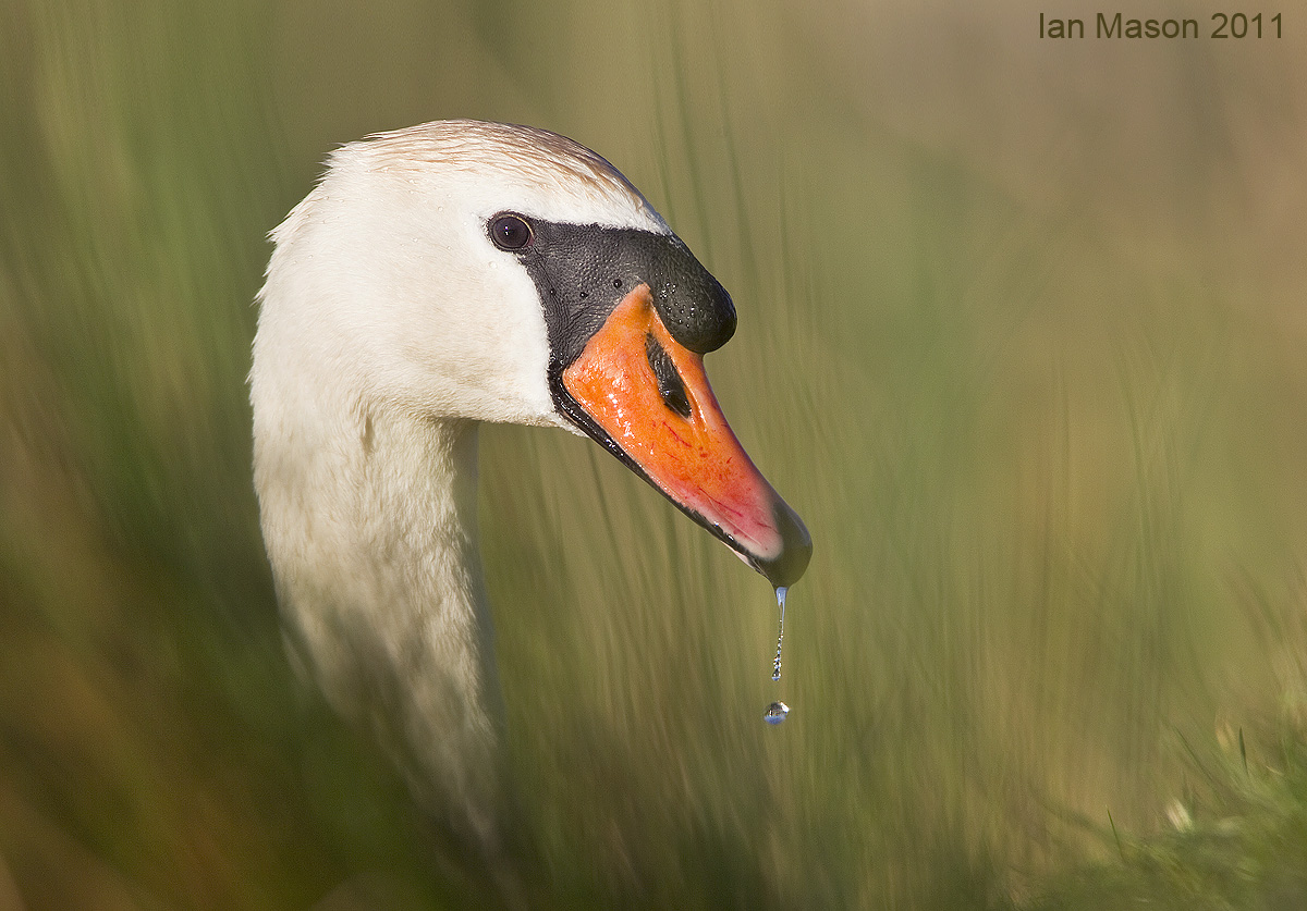 Mute Swan