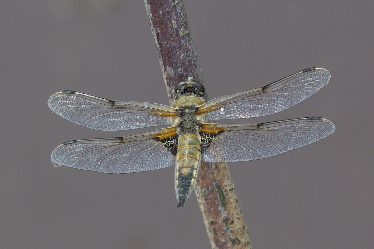 Broad Bodied Chaser