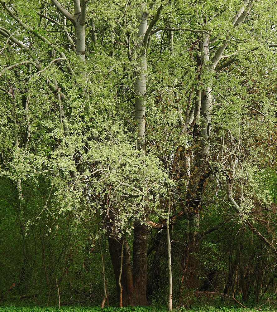 Colors of Spring