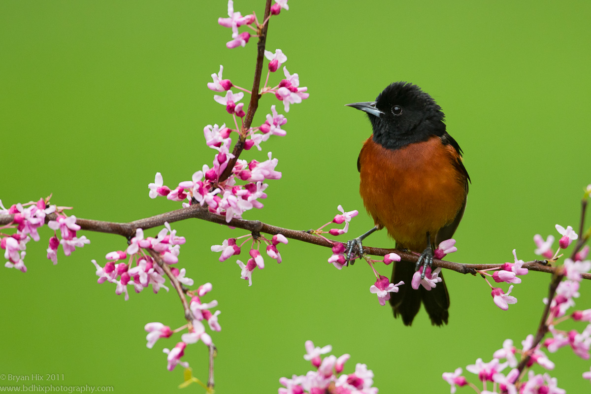Orchard Oriole