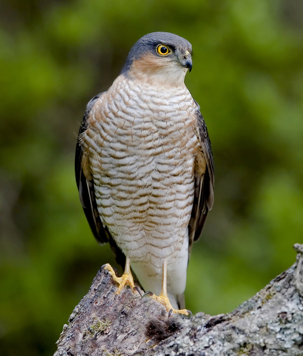Male Sparrowhawk