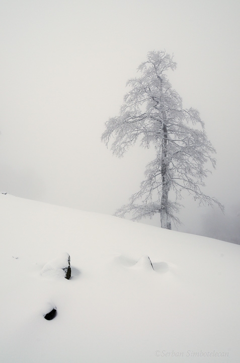 The elder