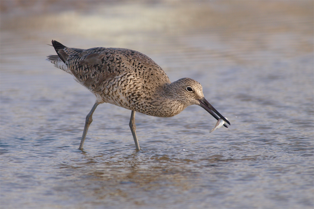 Willet with Breakfast