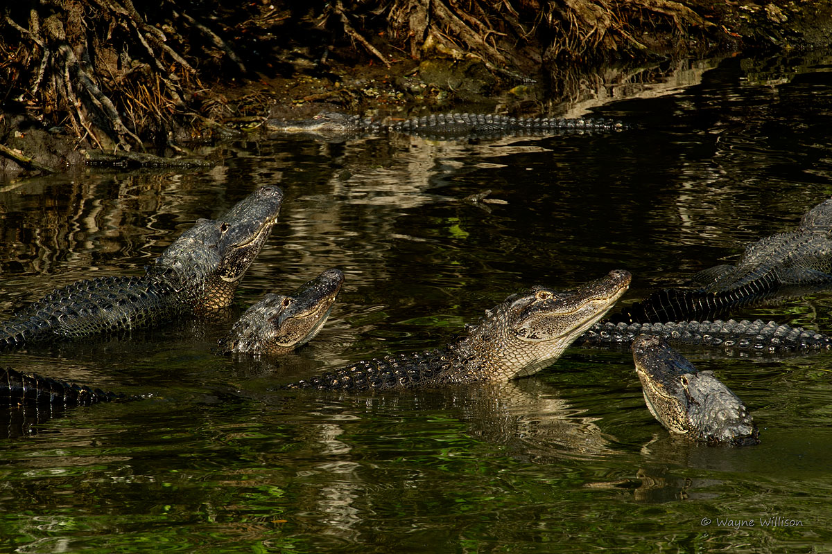 Another Gathering