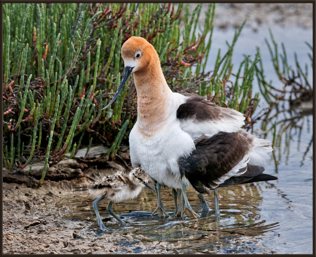 Baby Steps - Avocets
