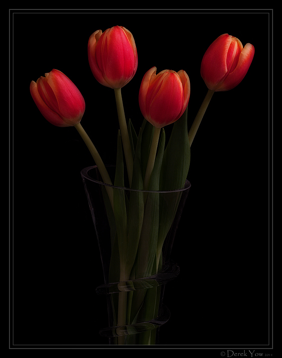Tulips