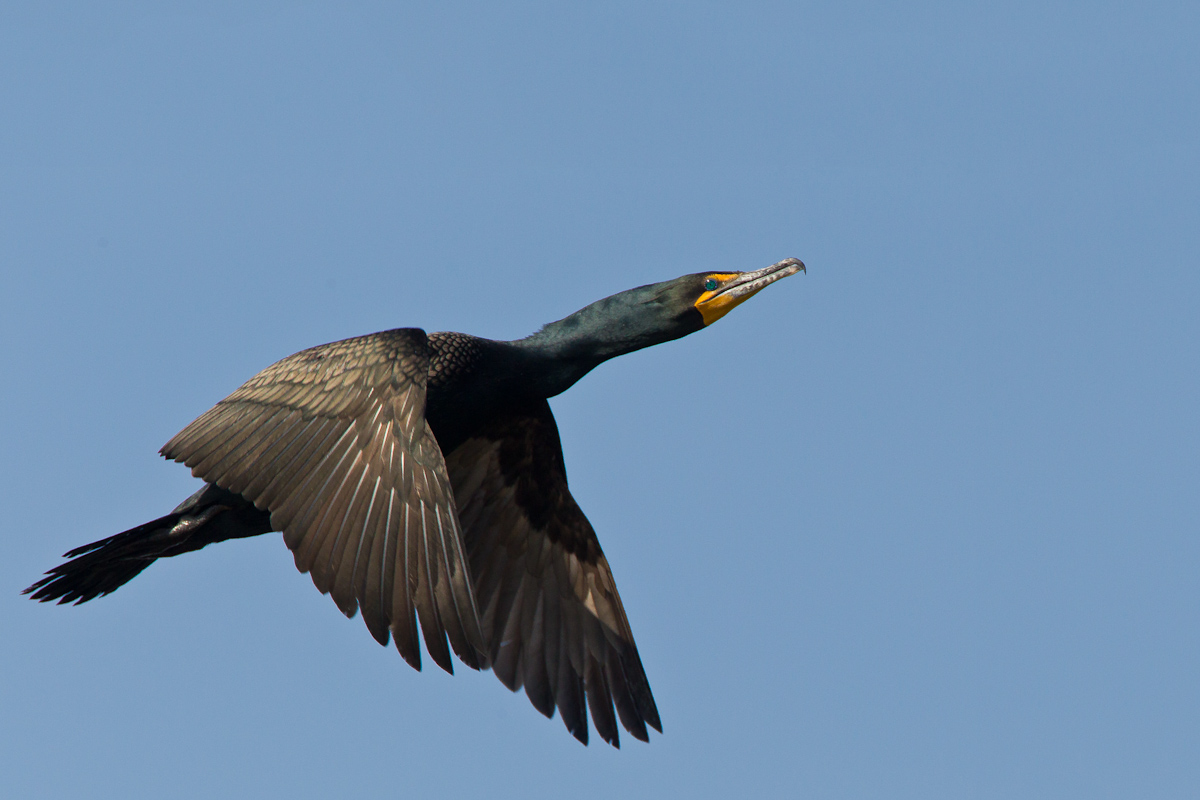 Double-crested Cormarant