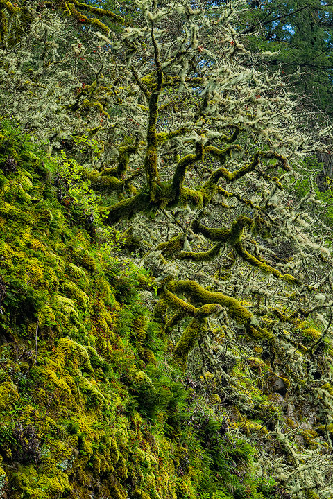 Twisted Beauty