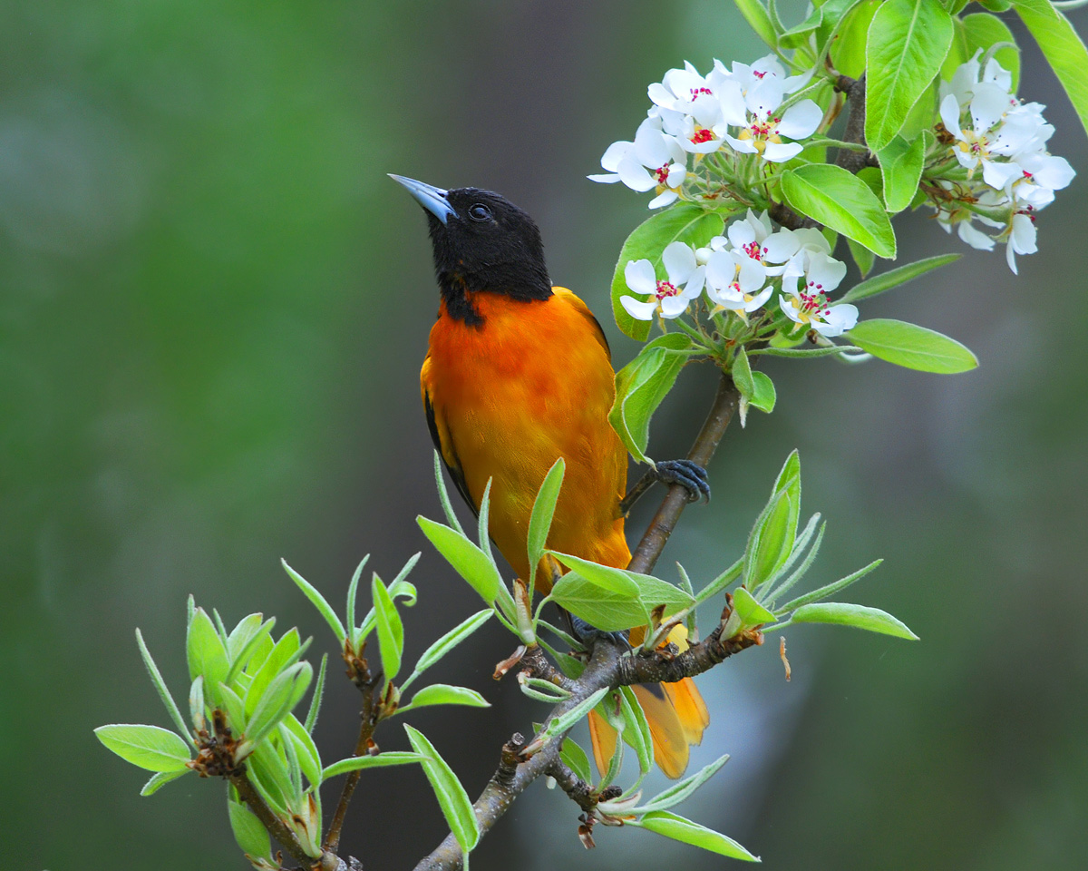 Baltimore Oriole 