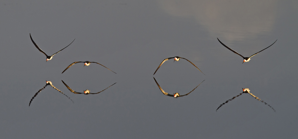 Flight of Four