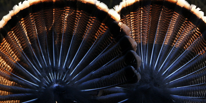 Courtship Turkey Feather