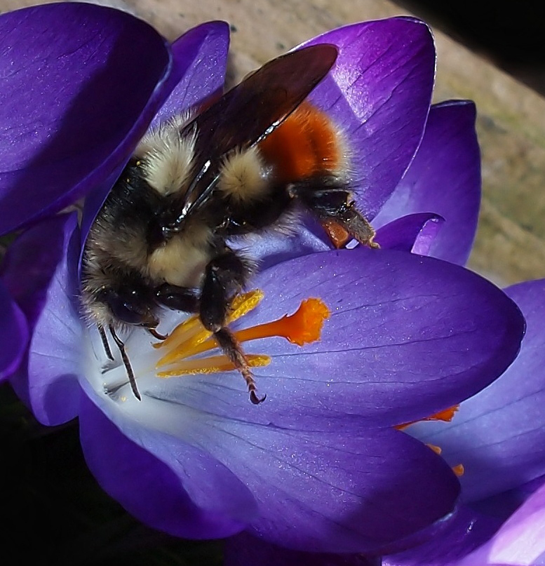 Bee on Crocus