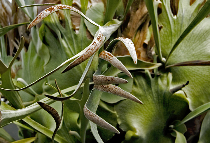 Staghorn Detail
