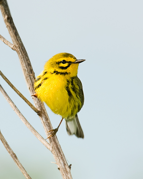Prairie Warbler