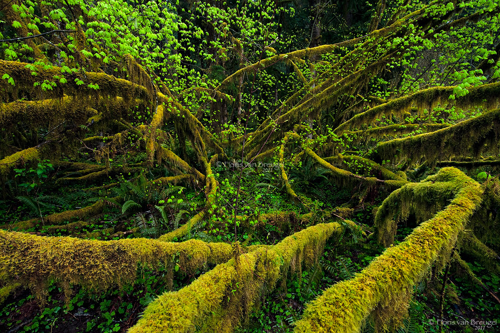 Mossy Embrace