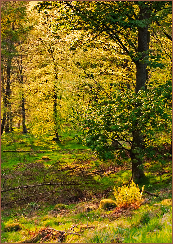Enchanting forest