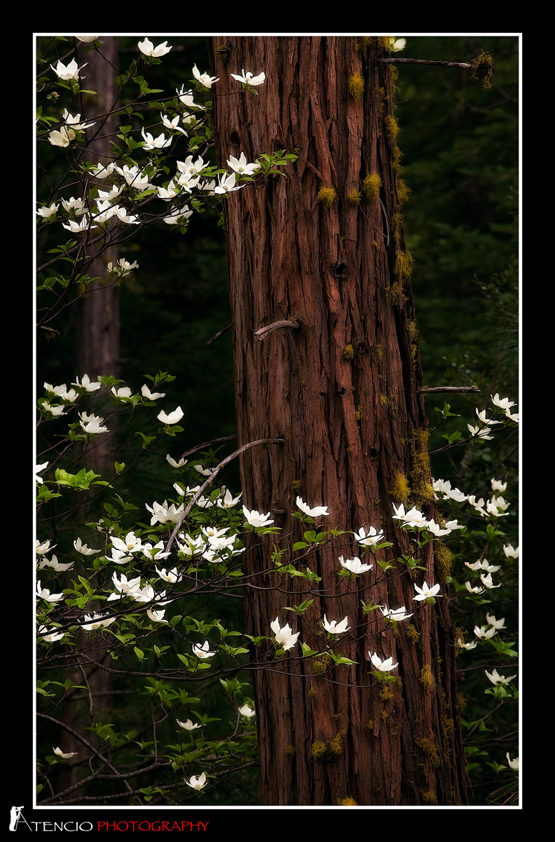 Spring Forth