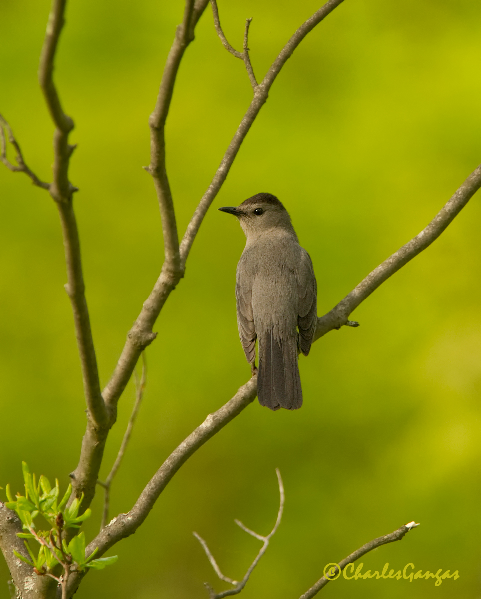 Gray Catbird