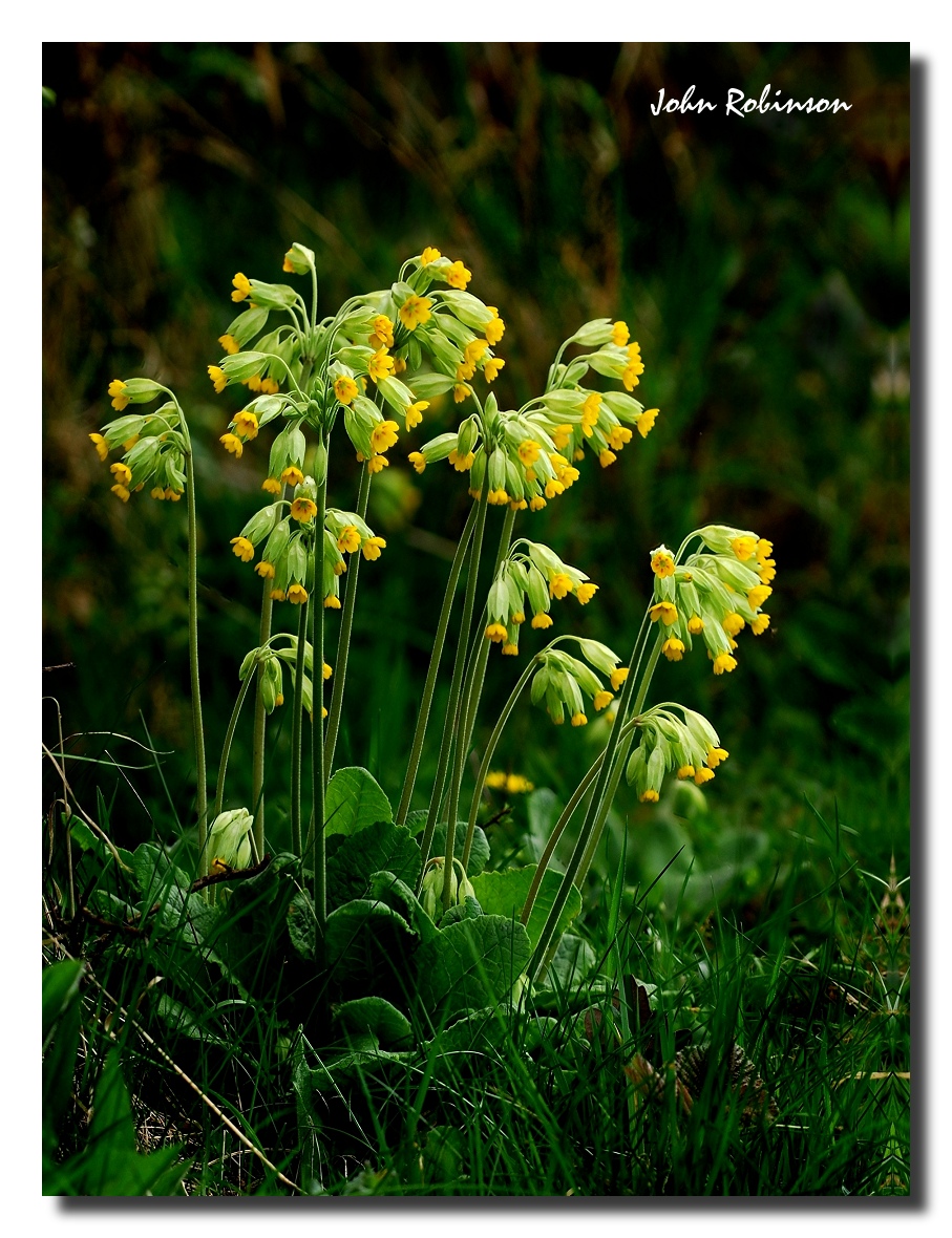 Cowslips