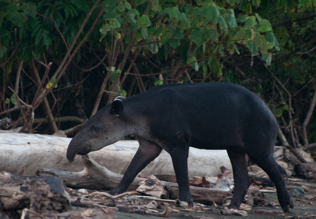 Tapir up close