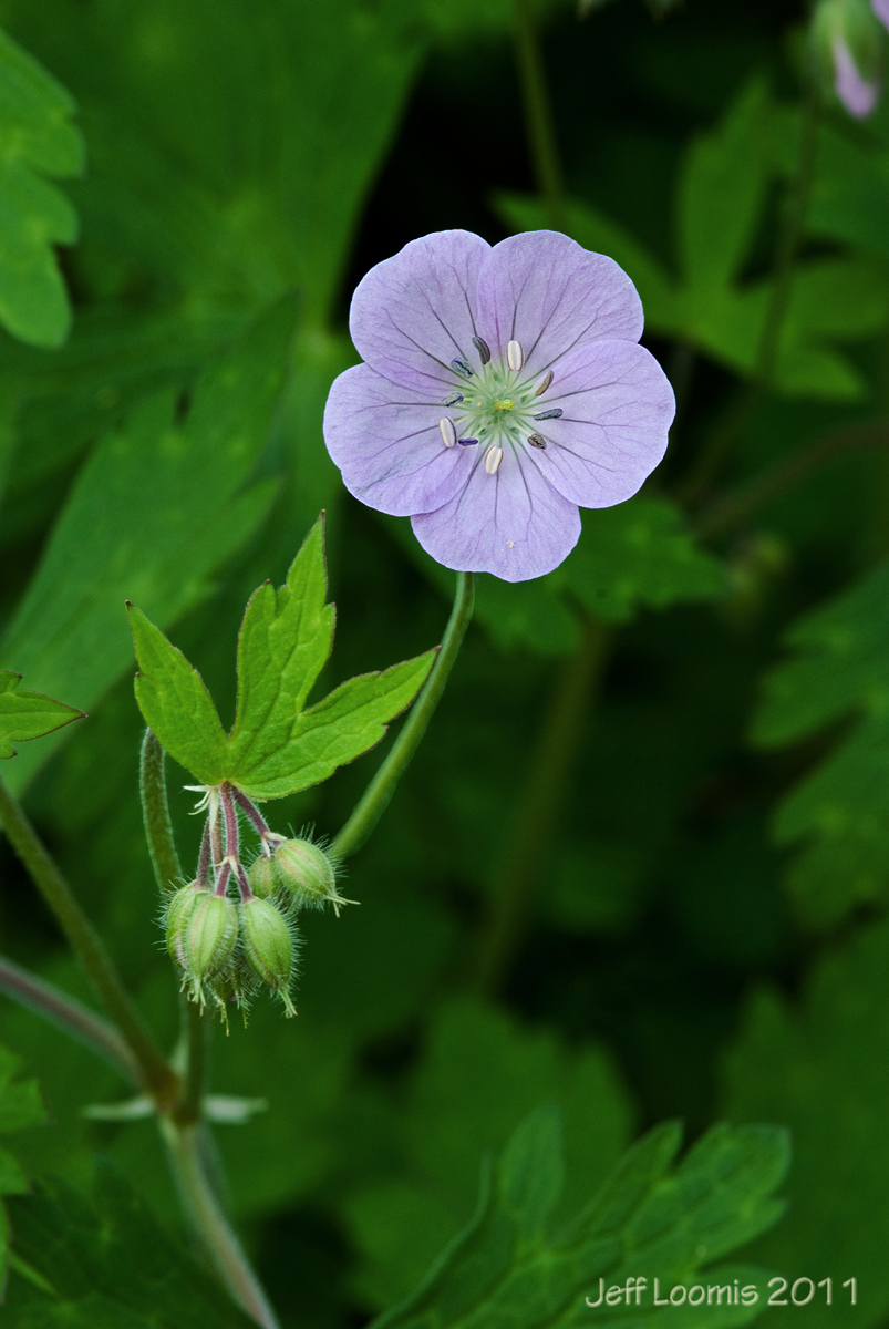 Wild Geranium - w/Repost