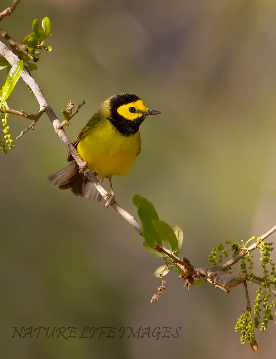 Hooded Warbler 2