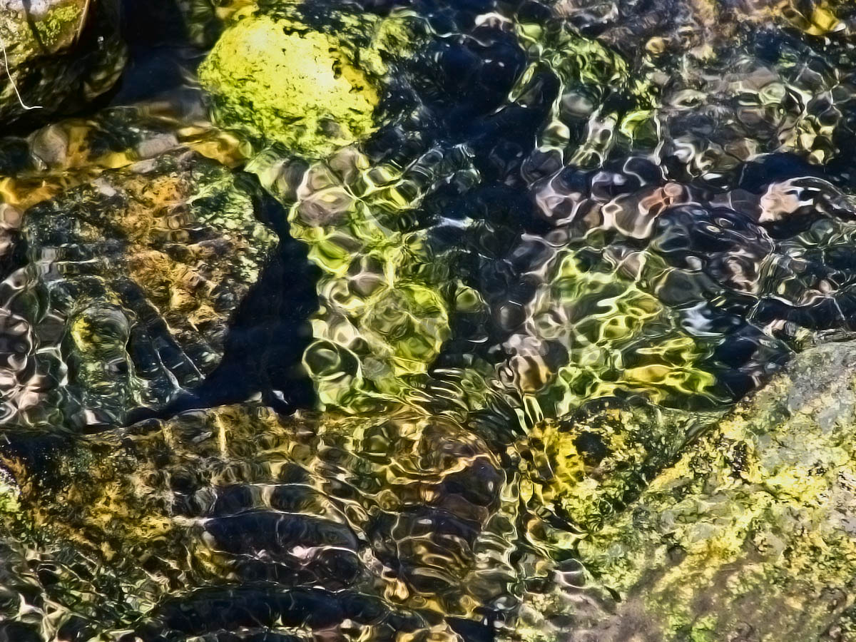 Duck Weed + Repost