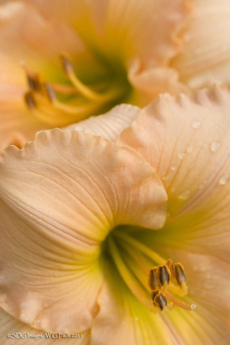 Sweet Caress