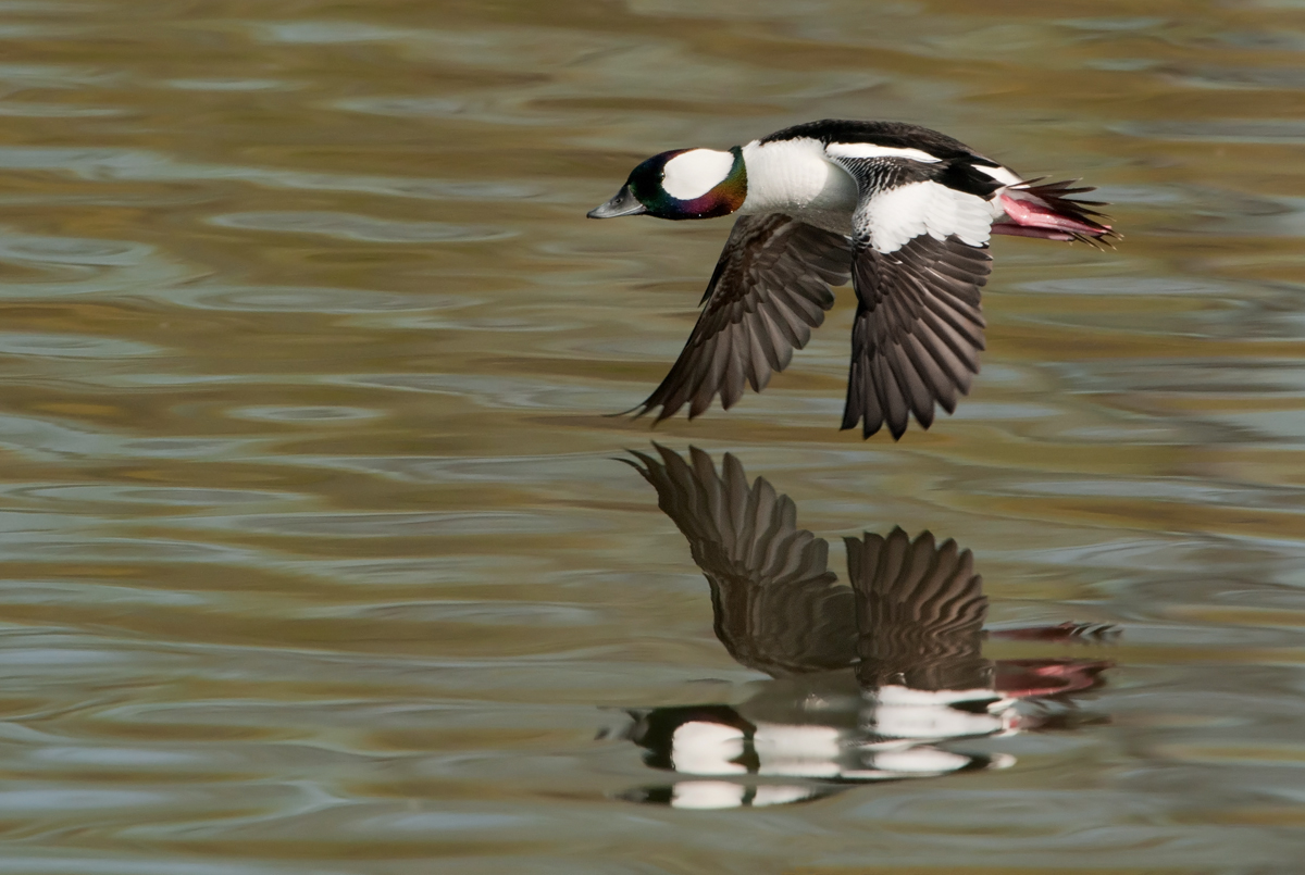 Buffle Head Reflection