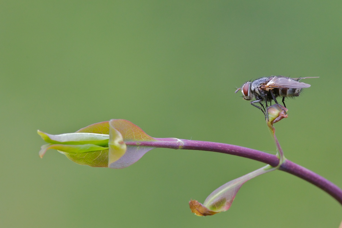 A Fly