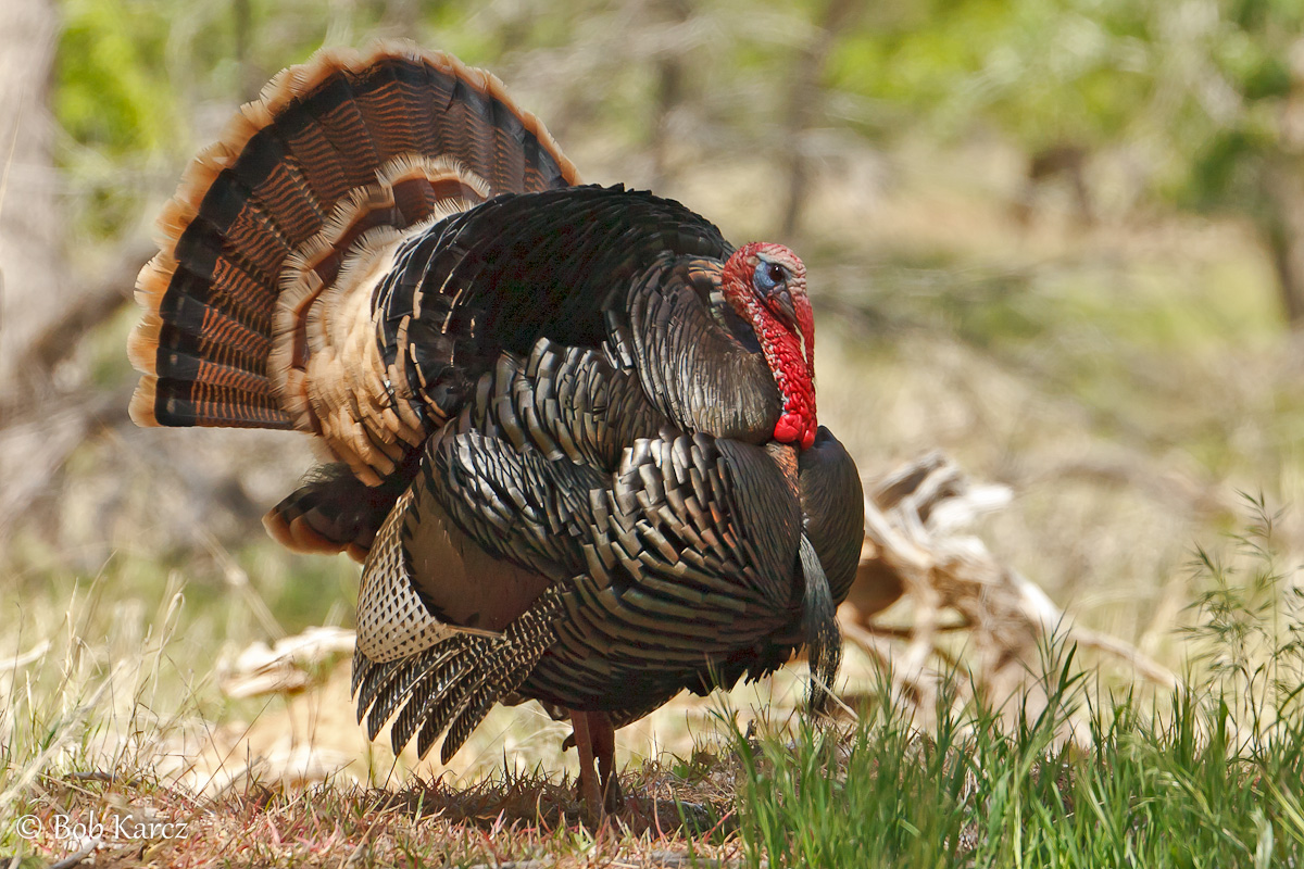 Strut your Stuff!