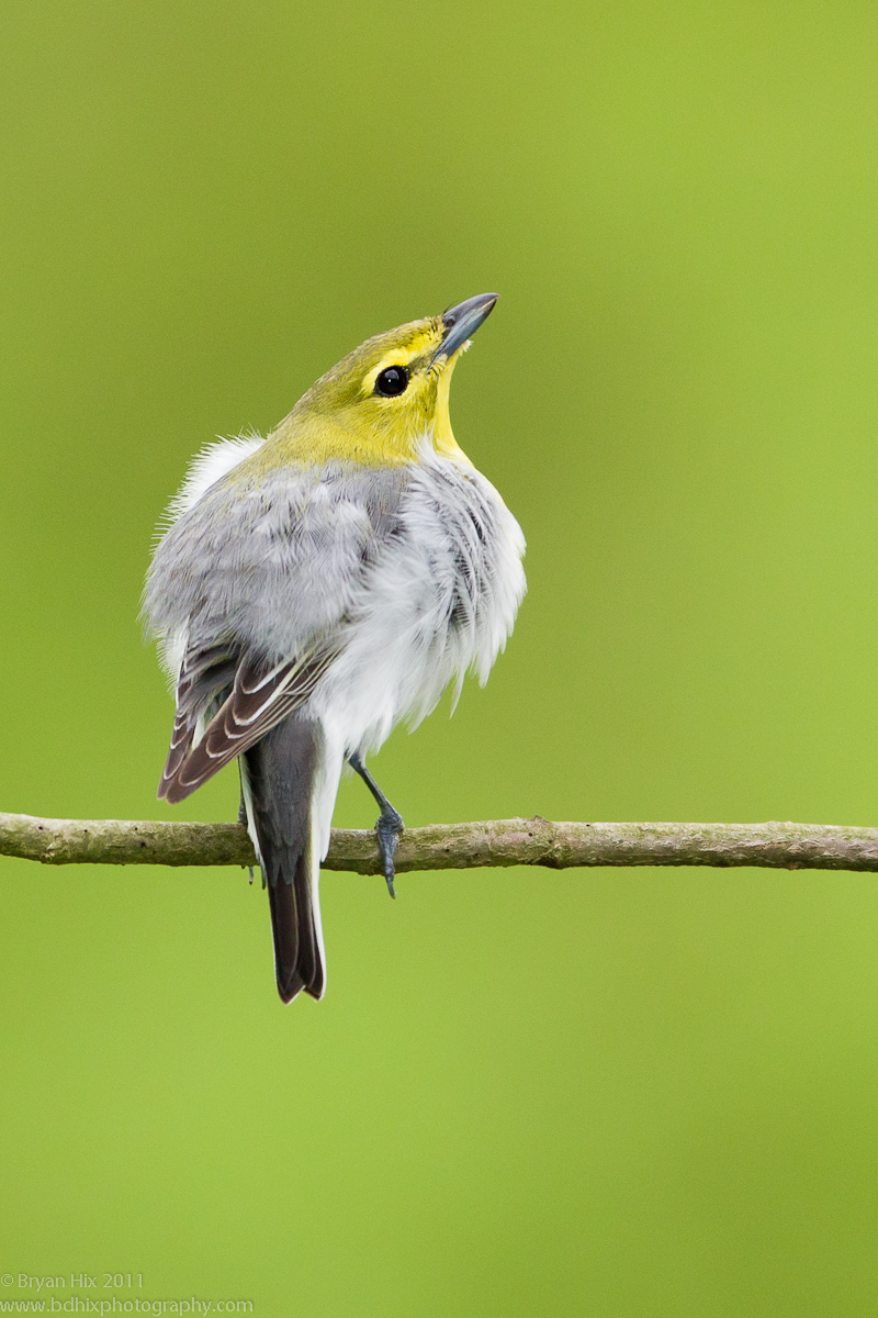Yellow-Throated Vireo
