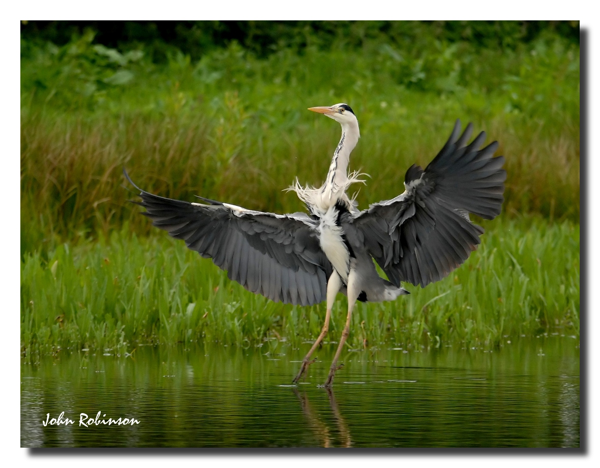 Flaps down !