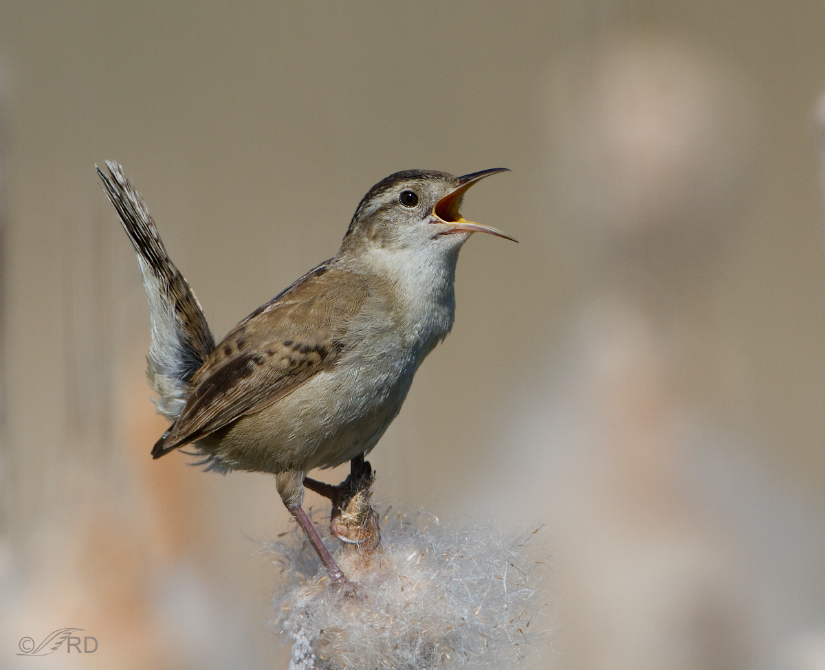 Marsh Wren