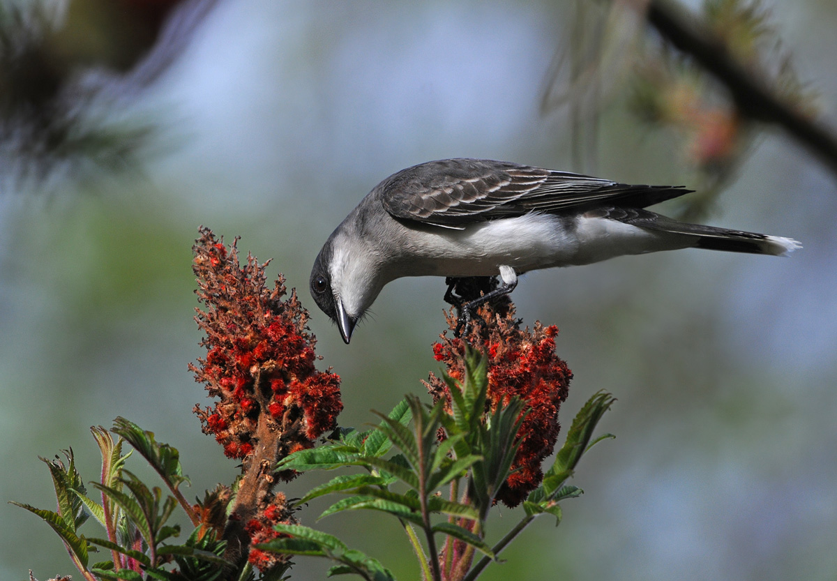 Kingbird and Sumac