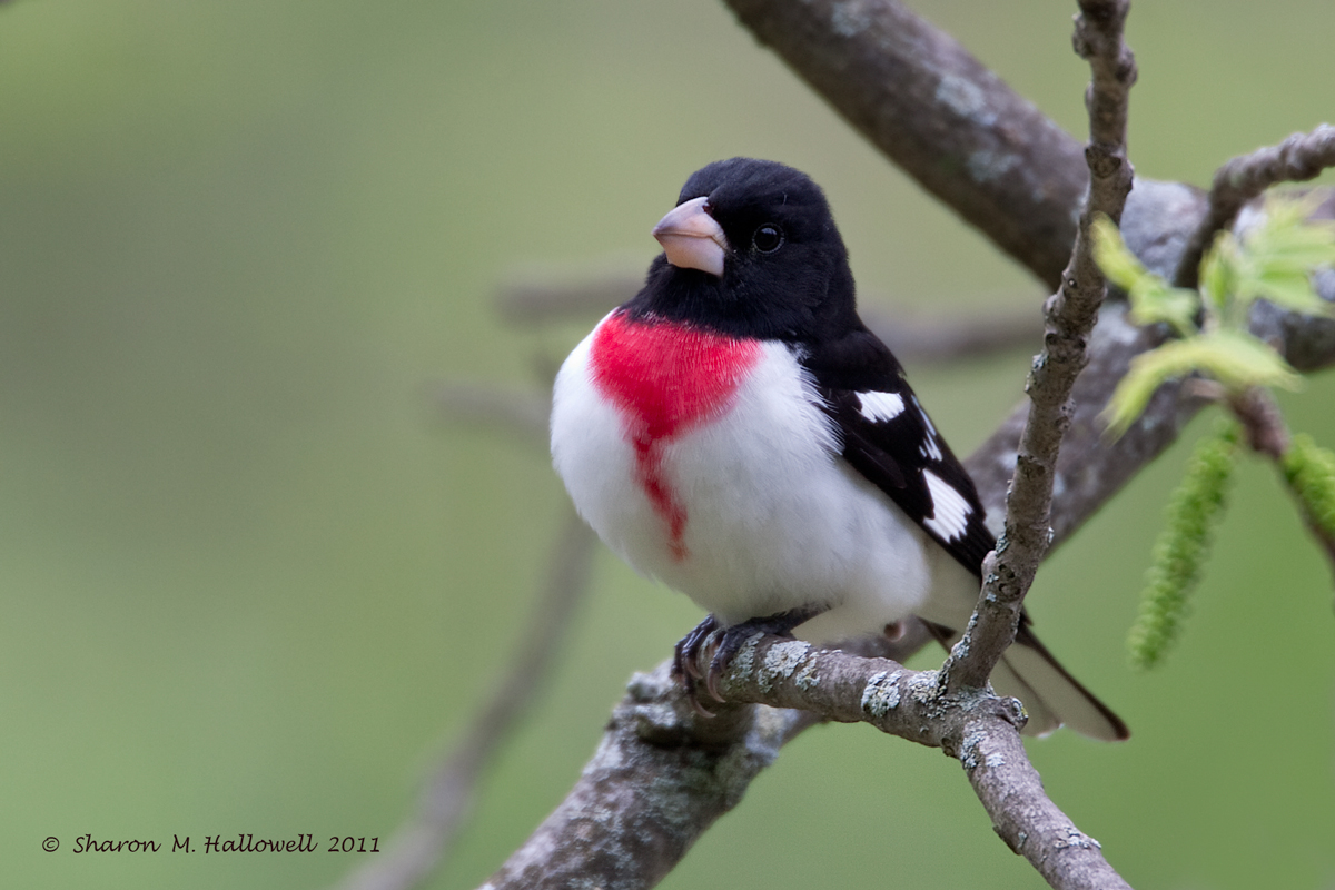 Rose-breasted Grosbeak