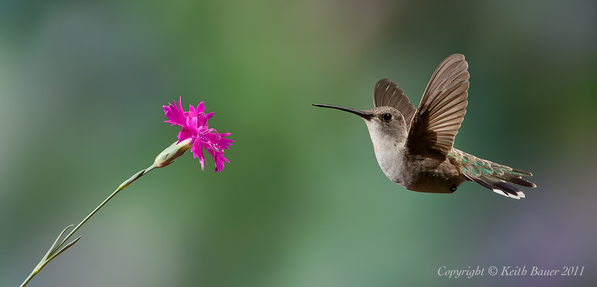 Black-Chinned Hummer